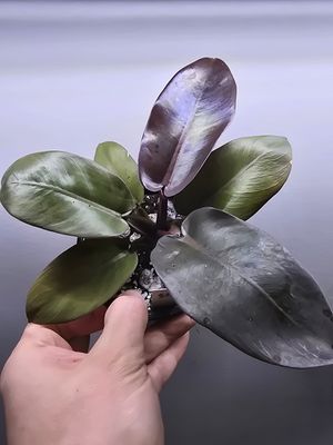 Philodendron &#39;black cardinal&#39;
