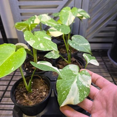 Monstera &#39;Thai Constellation&#39;