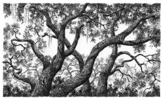 Forest Limbs - print
