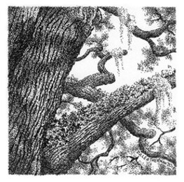 Resurrection Fern - print