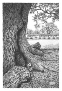 Old Live Oak at Tampa University - print