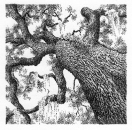 Draped Limbs - print