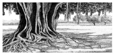 Banyon Tree - print