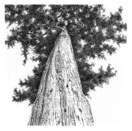 Cedar at the Hermitage - print