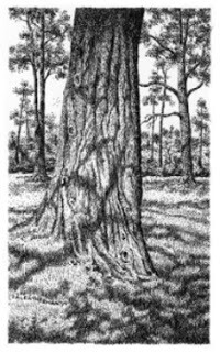 Red Cedar - print