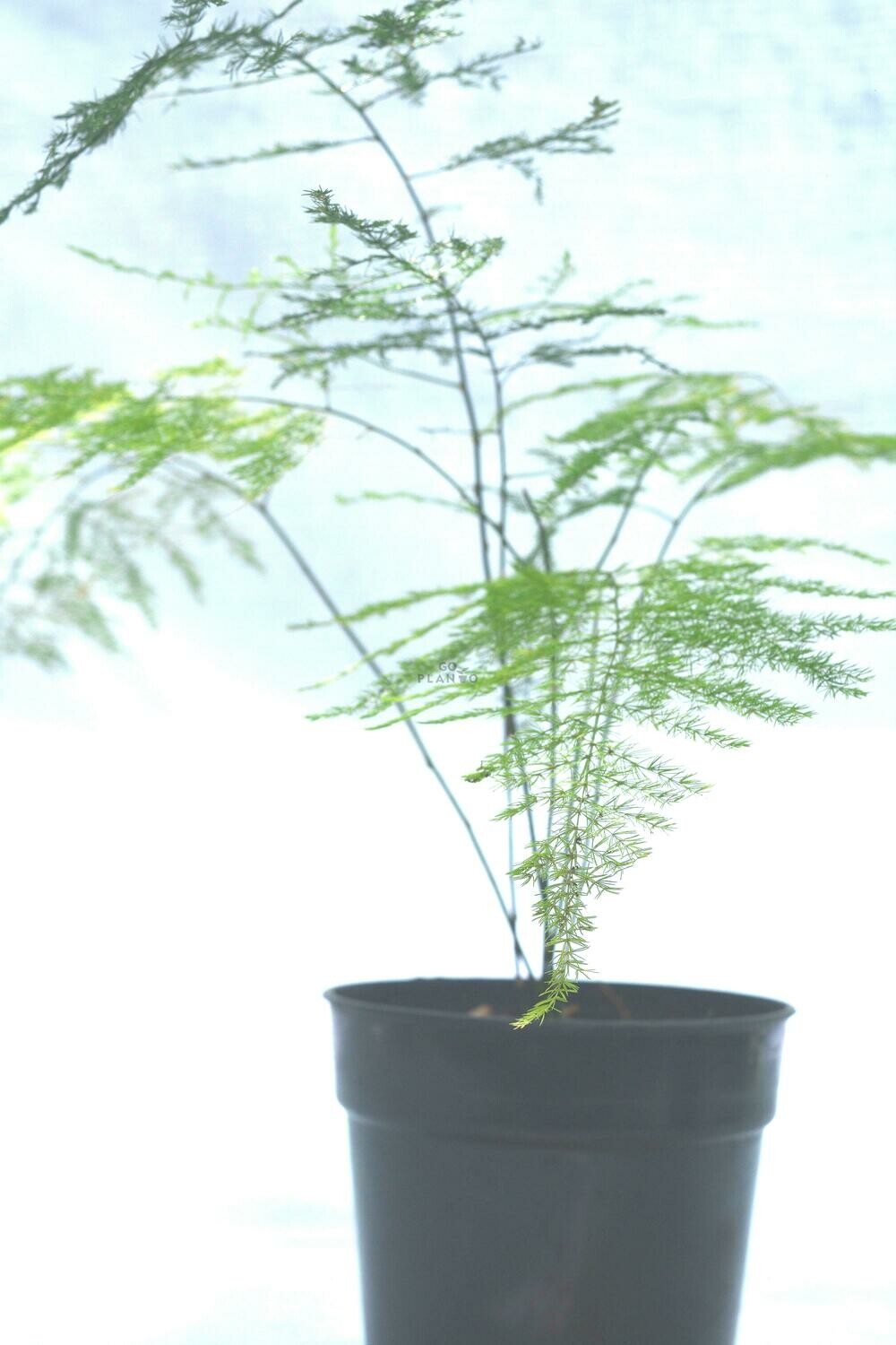 Aspragus Plant in 5 inches Nursery Pot