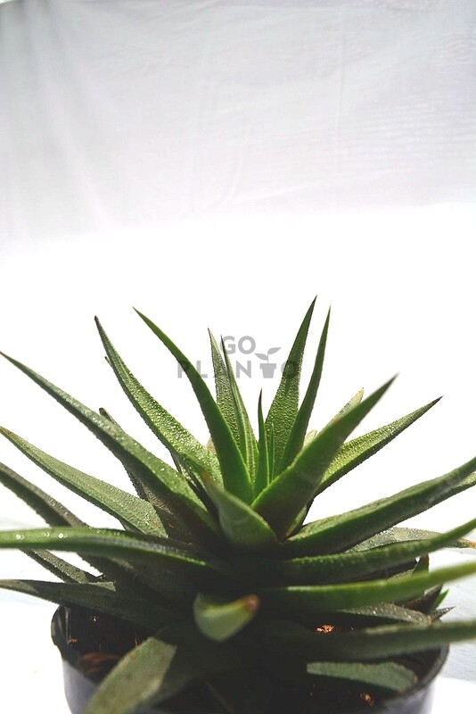 Haworthia Angustifolia in 3 inches Nursery Pot