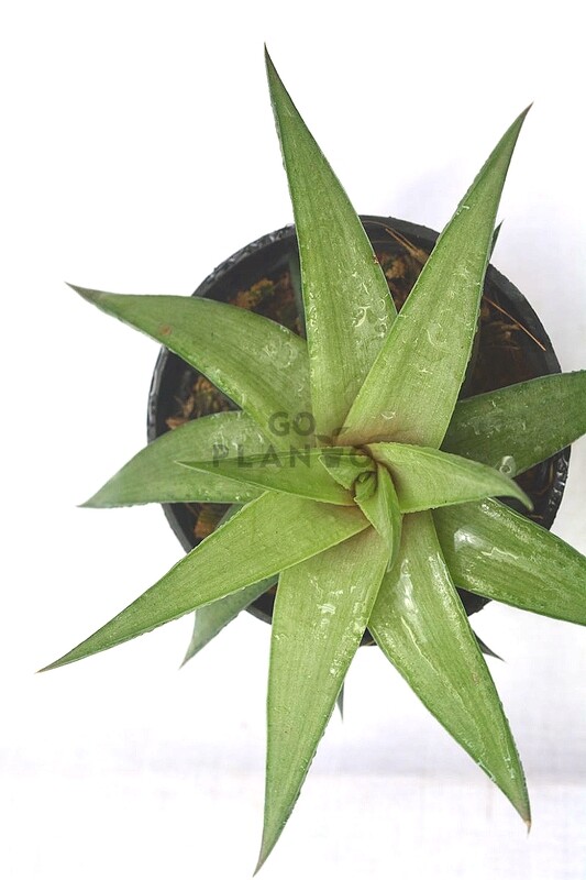 Aloe Succulent in 3 inches Nursery Pot