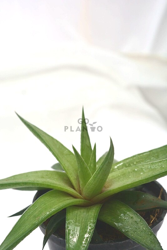 Aloe Succulent in 3 inches Nursery Pot