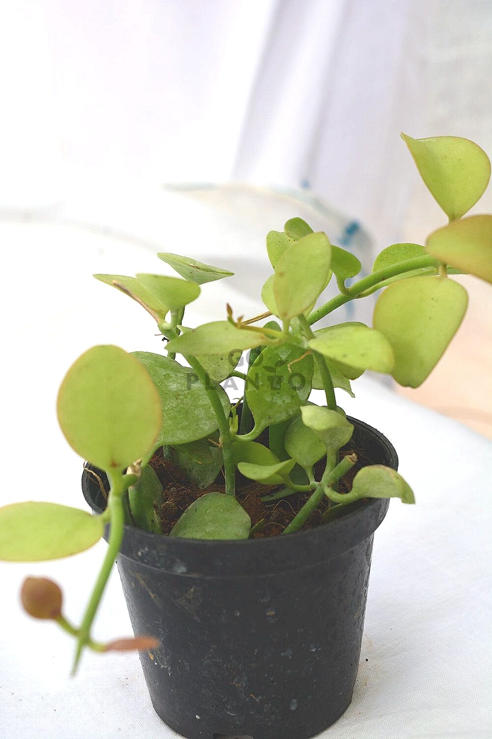 Dischidia Plant in 3 inches Nursery Pot