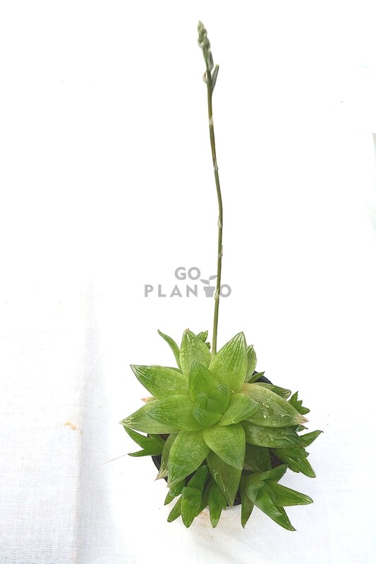 Haworthia Cymbiformis in 3 inches Nursery Pot