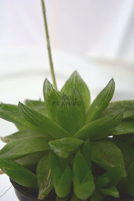 Haworthia Cymbiformis in 3 inches Nursery Pot