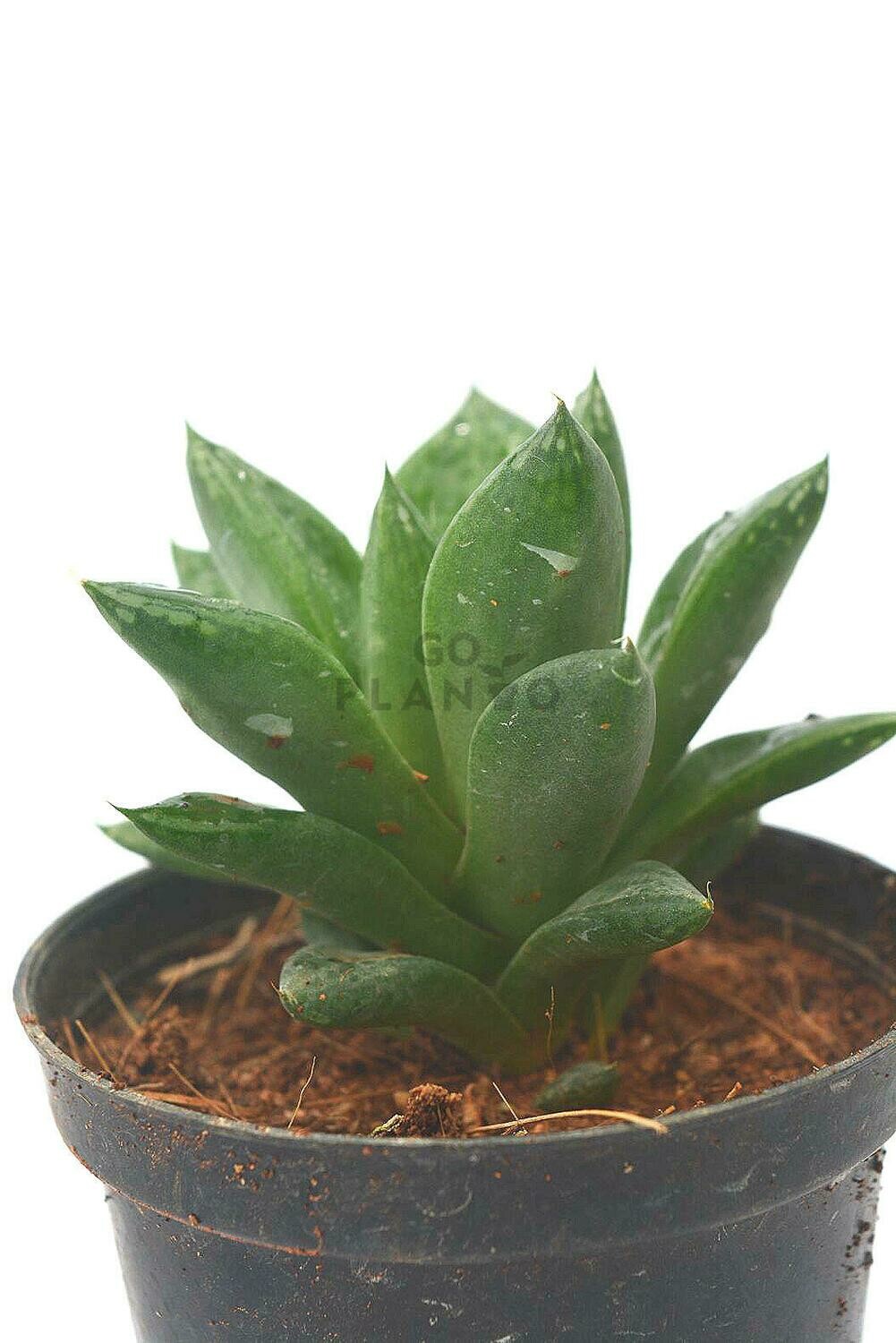 Haworthia Cymbiformis (S) in 3 inches Nursery Pot