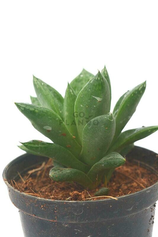 Haworthia Cymbiformis in 3 inches Nursery Pot
