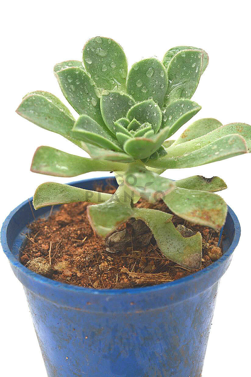 Haworthia Aeonium in 3 inches Nursery Pot