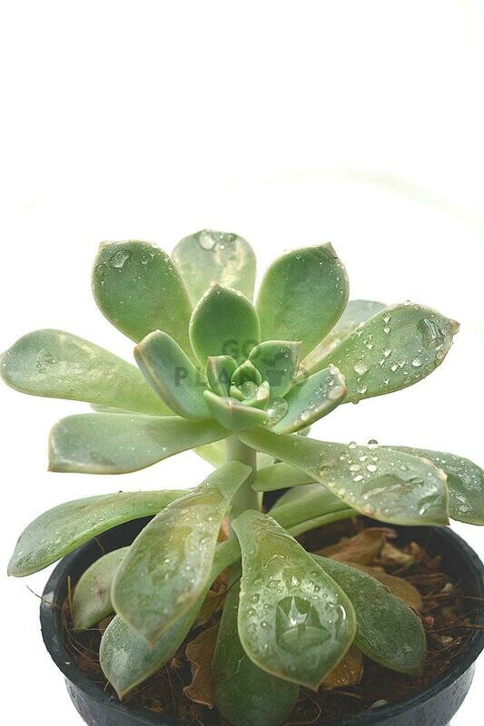 Haworthia Aeonium in 3 inches Nursery Pot