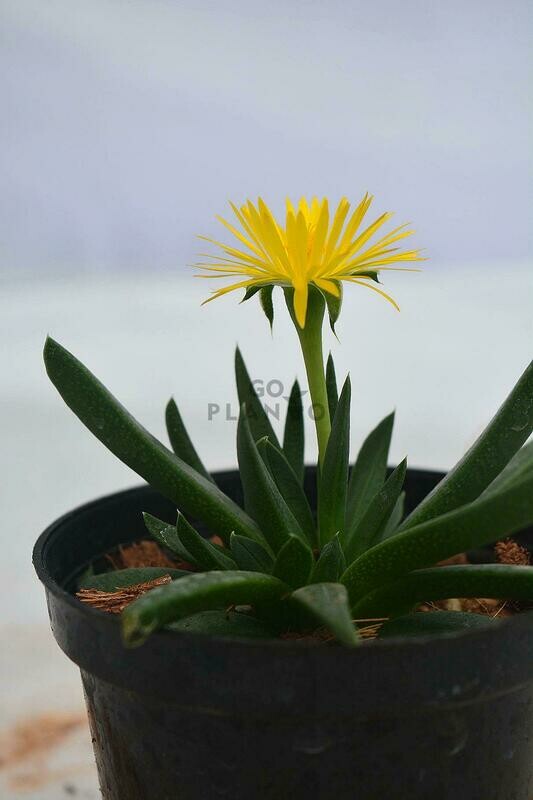 Concavus in 3 inches Nursery Pot