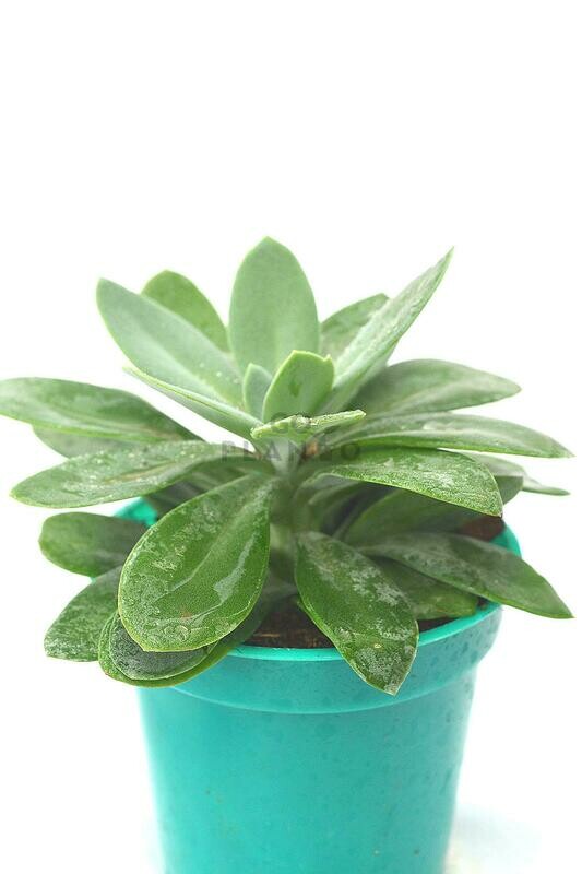 Sedum Palmeri in 3 inches Nursery Pot