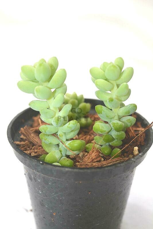 Burro&#39;s Tail in 3 inches Nursery Pot