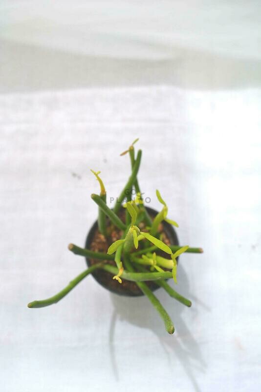 Pencil Cactus in 3 inches Nursery Pot