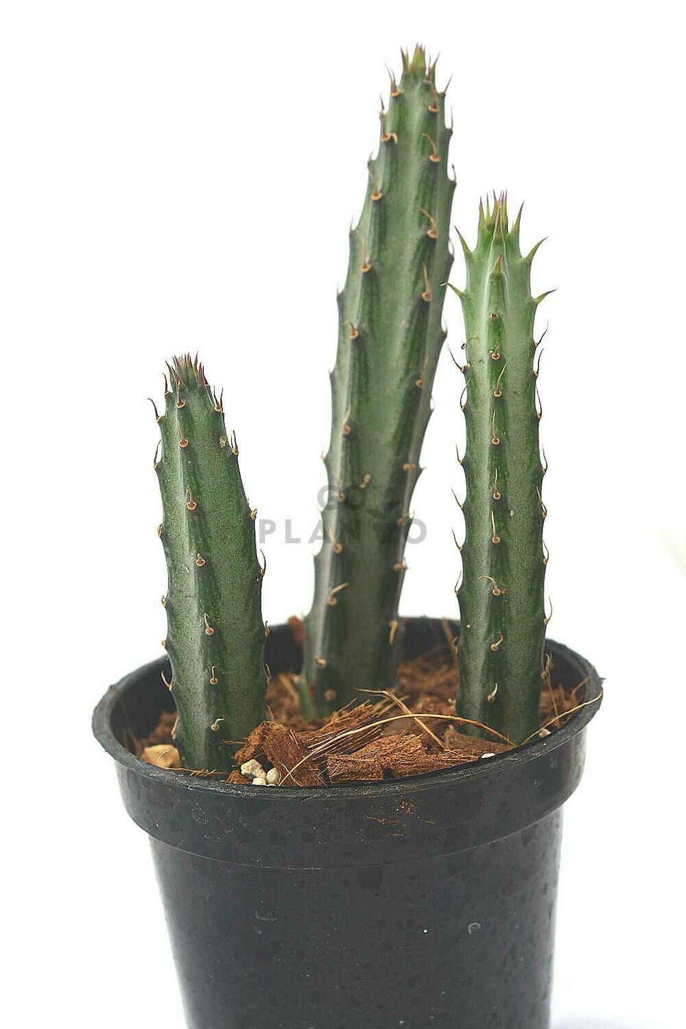 Triangle Cactus in 3 inches Nursery Pot