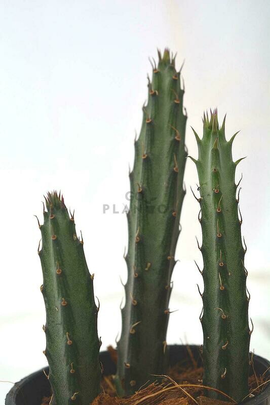Triangle Cactus in 3 inches Nursery Pot