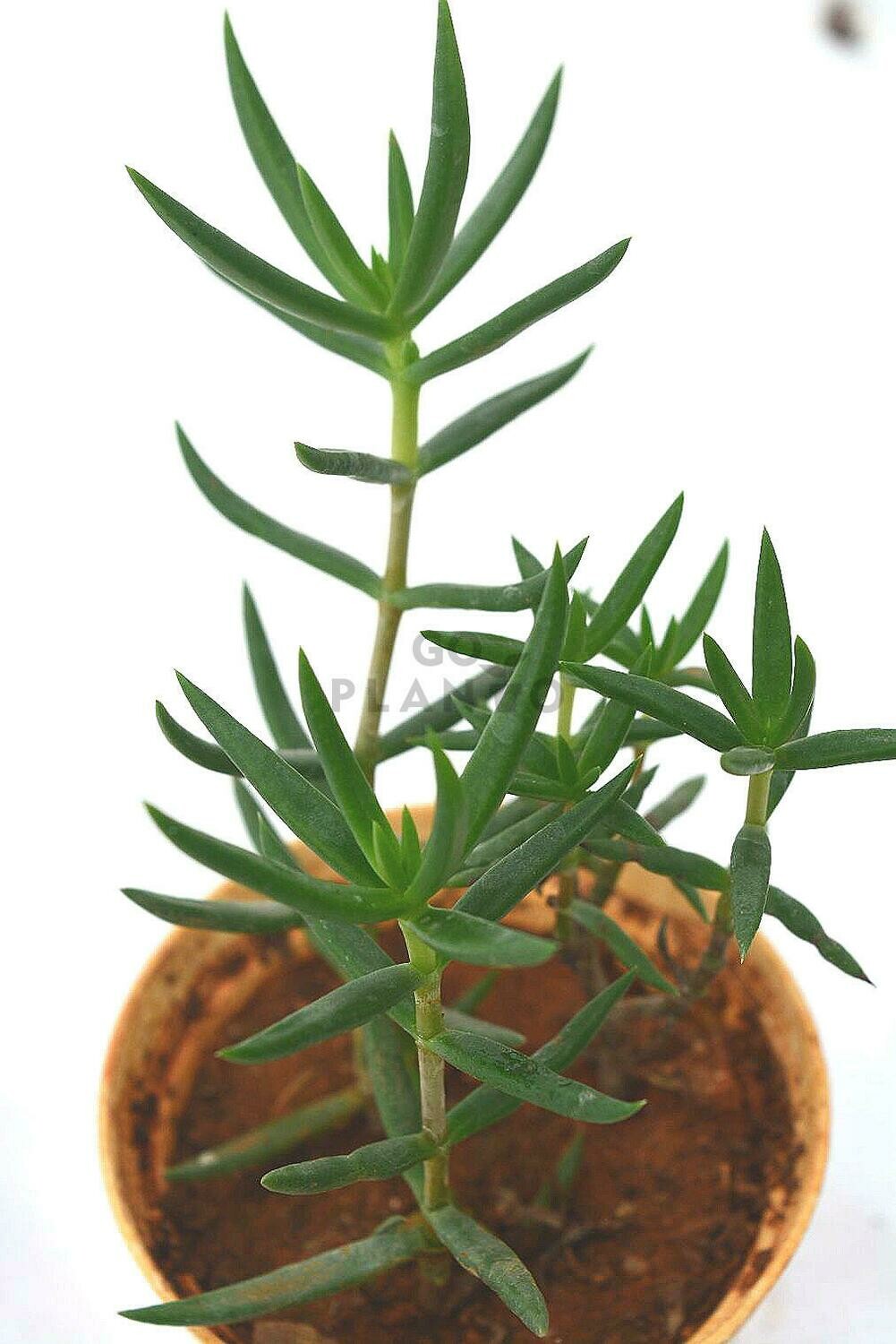 Crassula Tetragona in 3 inches Nursery Pot