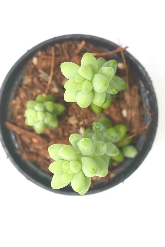 Burro's Tail in 3 inches Nursery Pot