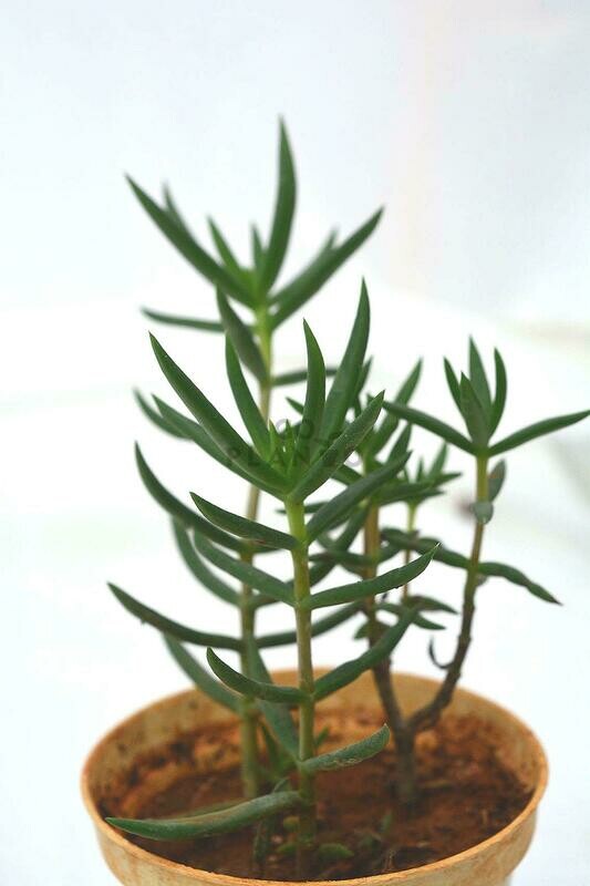 Crassula Tetragona in 3 inches Nursery Pot