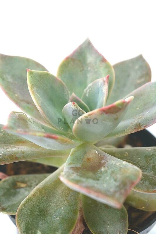 Ghost Plant in 3 inches Nursery Pot