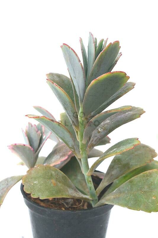 Kalanchoe Fedschenkoi in 3 inches Nursery Pot