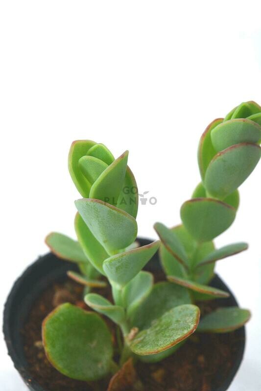 Kalanchoe Marnieriana in 3 inches Nursery Pot