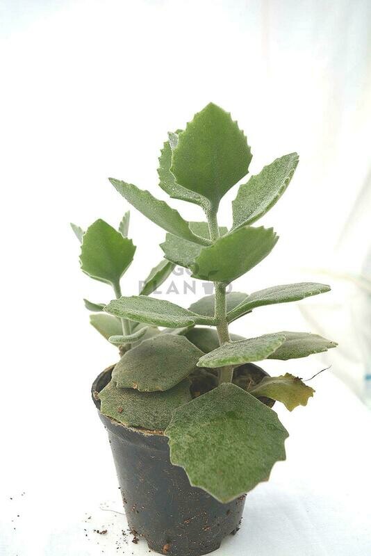 Kalanchoe Millotti in 3 inches Nursery Pot