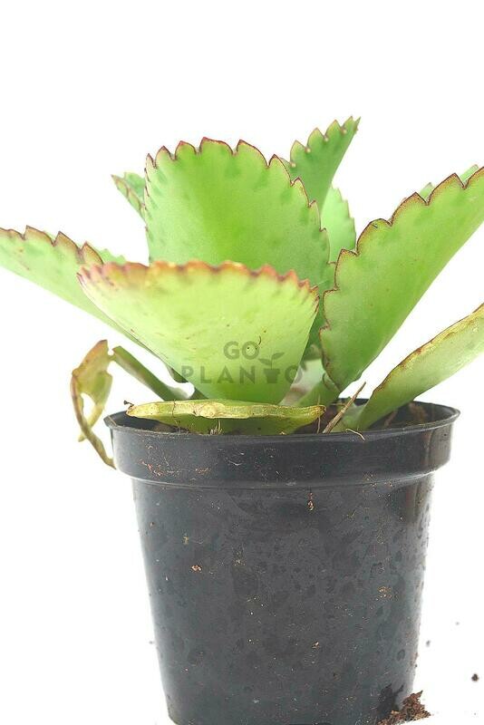 Kalanchoe Pinnata in 3 inches Nursery Pot