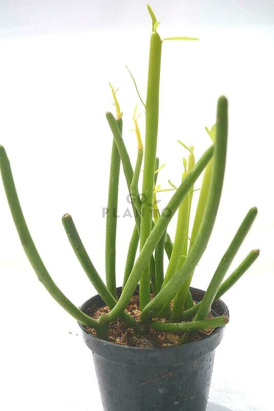 Pencil Cactus in 3 inches Nursery Pot