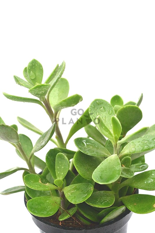 Senecio Crassissimus in 3 inches Nursery Pot