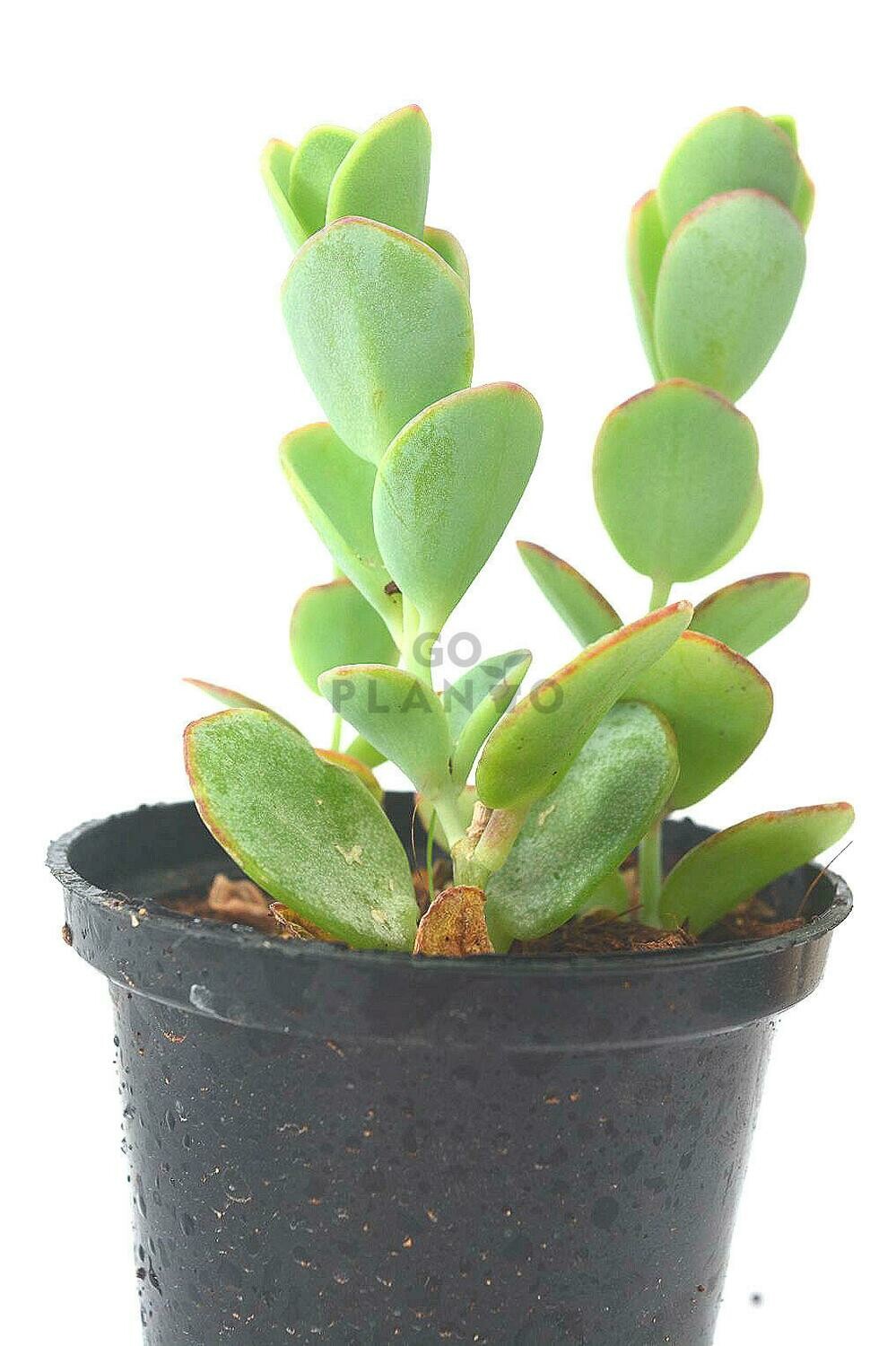 Kalanchoe Marnieriana in 3 inches Nursery Pot