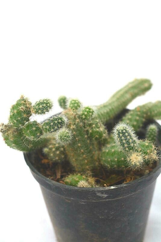 Peanut Cactus in 3 inches Nursery Pot