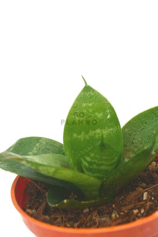 Sansevieria Compacta (Green) in 3 inches Nursery Pot