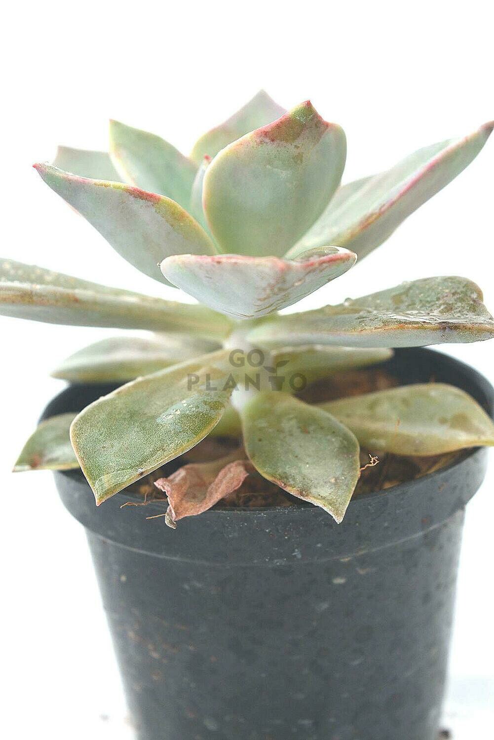 Ghost Plant in 3 inches Nursery Pot