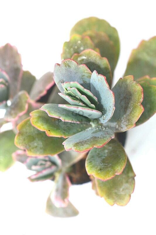 Kalanchoe Fedschenkoi in 3 inches Nursery Pot