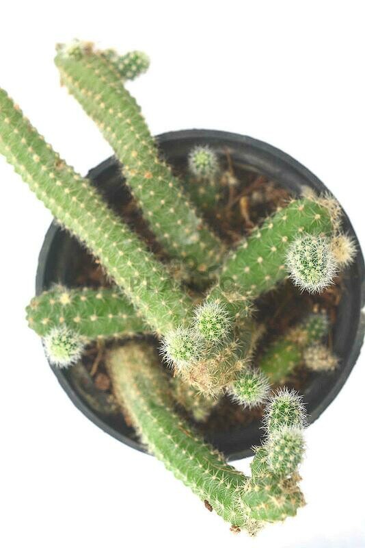 Peanut Cactus in 3 inches Nursery Pot