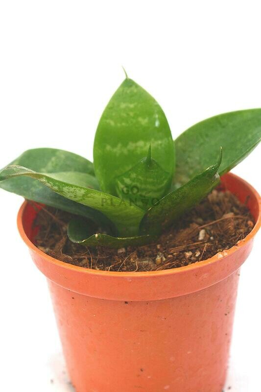 Sansevieria Compacta (Green) in 3 inches Nursery Pot
