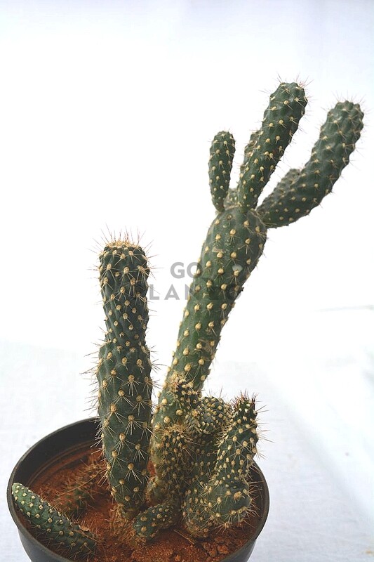 Cholla Cactus in 3 inches Nursery pot.