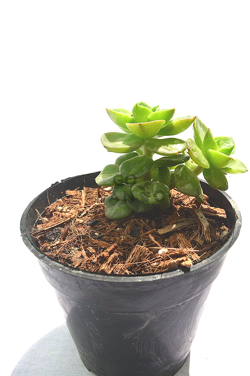 Echeveria Green in 3 inches Nursery Pot