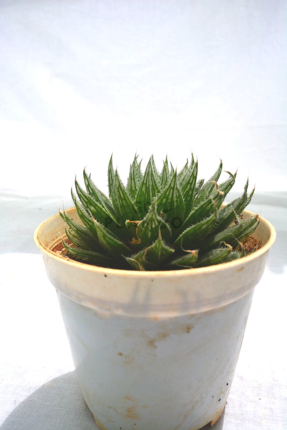 Haworthia Cooperi in 3 inches Nursery Pot