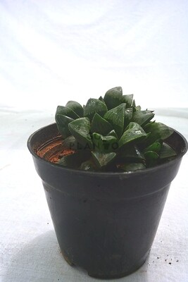 Haworthia Emelyae in 3 inches Nursery Pot