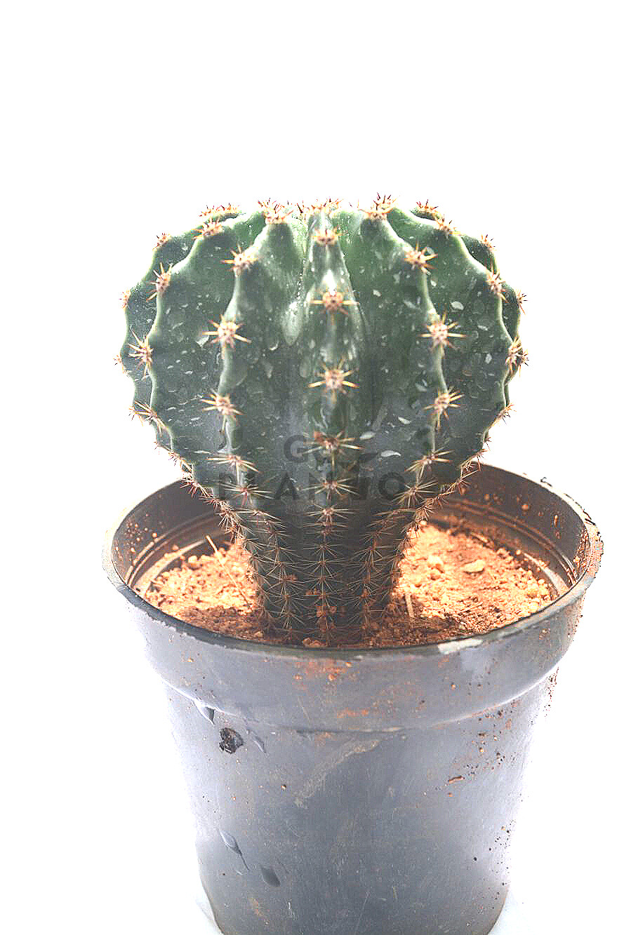 Hedgehog Cactus in 3 inches Nursery Pot