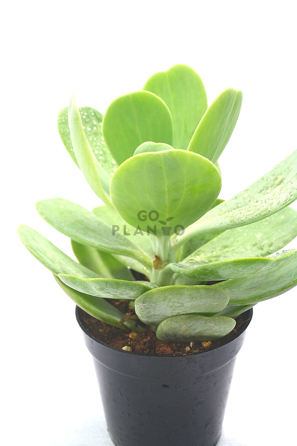 Kalanchoe Tetraphylla, Paddle Plant in 3 inches Nursery Pot