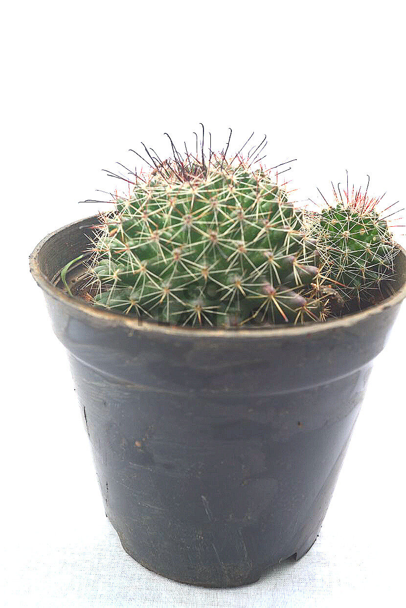Pin Cushion Cactus in 3" Nursery Pot